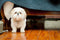 Choosing the Right Dog Chew