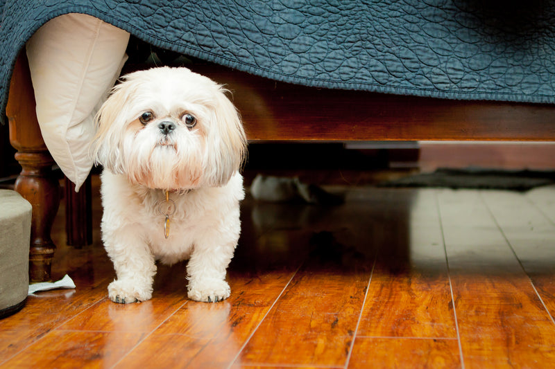 Choosing the Right Dog Chew