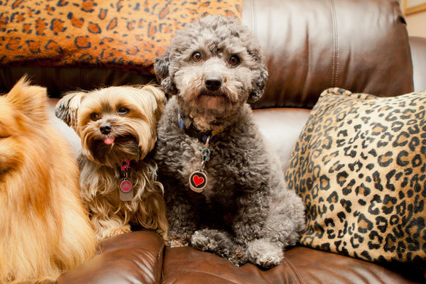 Is Your Pet Surviving or Thriving on His Pet food?