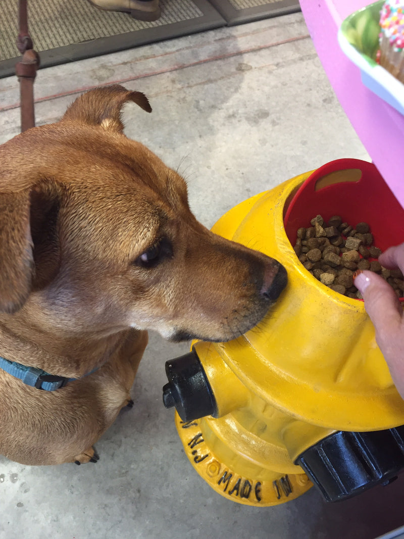 Should I Feed My Dog Grain Free Foods?