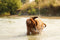 Stop Dog Shedding With Mud