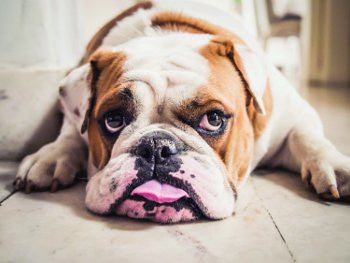 If Your Dog Is Walking Slower It May Be More Than Old Age