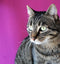 Should Cats Stop Eating Fish?