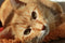 Hairballs! Yuck!
