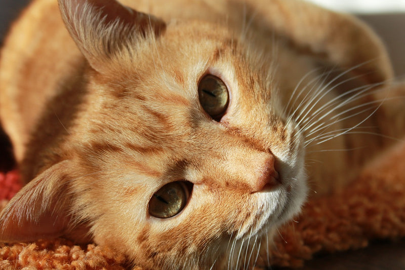 Hairballs! Yuck!