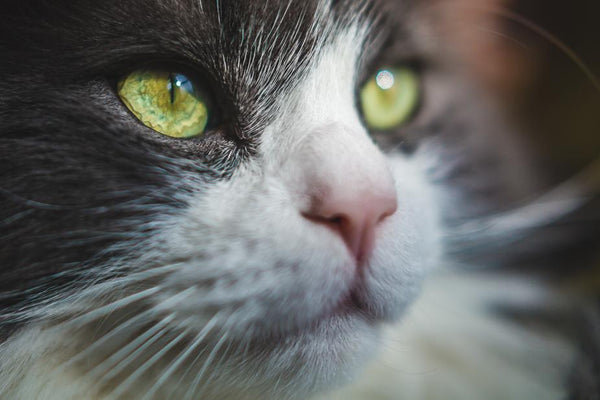 Stop The Hairballs!
