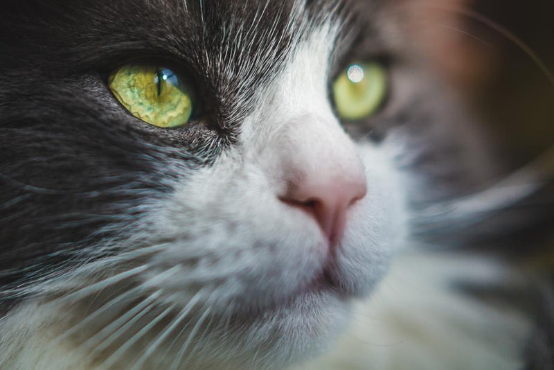 Stop The Hairballs!