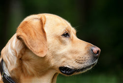 Pet Insurance-Yes or No?