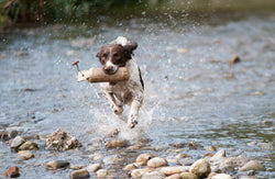 Weight Loss Tip and Tricks for Your Furry Friend