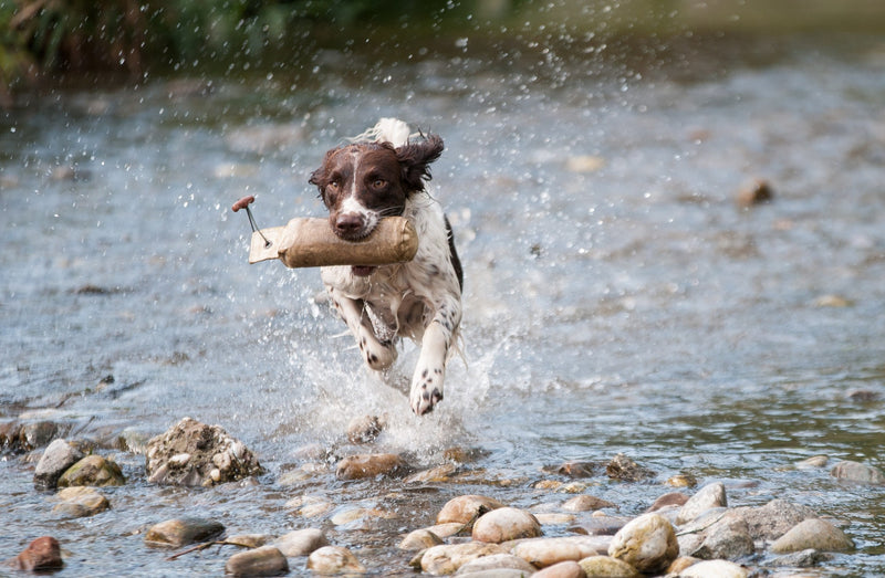 Weight Loss Tip and Tricks for Your Furry Friend