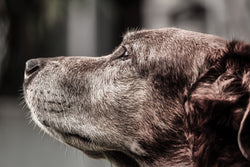 Senior Dogs Have Special Needs