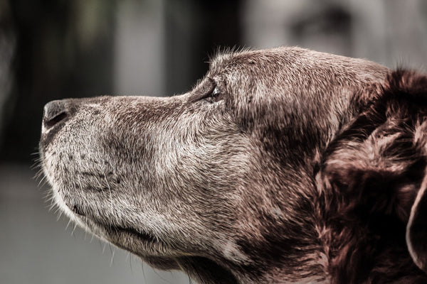 Senior Dogs Have Special Needs