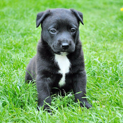 FDA Update on Jerky Treats Making Our Pets Sick