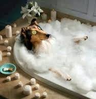 How Often Should I Bathe My Dog?