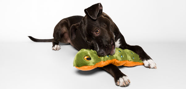 The Best Stuffed Chew Toy For A Dog... big or little
