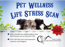 Does Your Dog or Cat Have Food or Environmental Allergies?