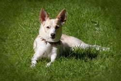 Is Your Dog Really Listening To You?