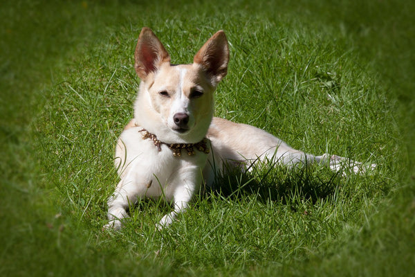 Is Your Dog Really Listening To You?