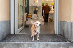 Top Health Tip for 2020 by Your Clinical Pet Nutritionist