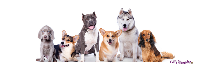 Furry online friends spa